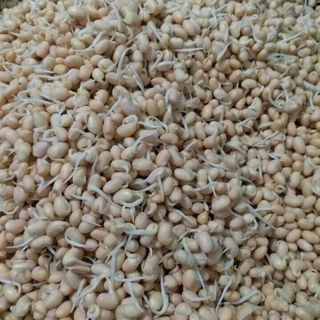 Viên Mầm Đậu Nành Sạch Thuần Thực Vật