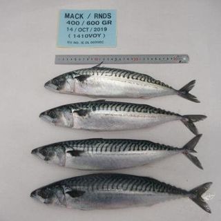 Cá sapa NAUY - SIZE 400-600 VÙNG BIỂN FAO 27 xưởng Anh đánh bắt