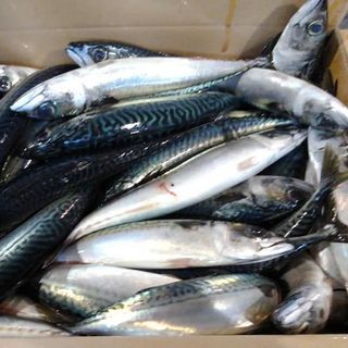 Cá sapa NAUY - SIZE 400-600 VÙNG BIỂN FAO 27 xưởng Anh đánh bắt