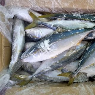 Cá Cam Nhật size 500/800 - chuyên cung cấp sỉ giá sỉ