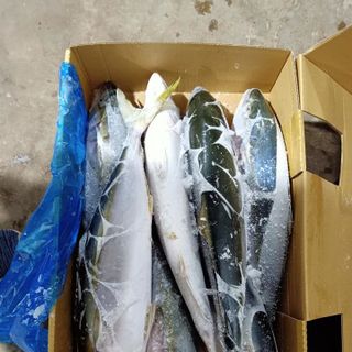 Cá Cam Nhật size 500/800 - chuyên cung cấp sỉ