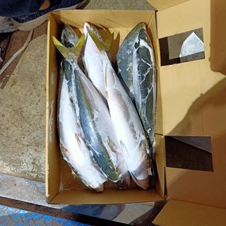 Cá Cam Nhật size 500/800 - chuyên cung cấp sỉ
