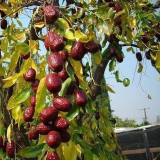 Táo đỏ sấy khô Hàn Quốc hộp 1 kg cao cấp