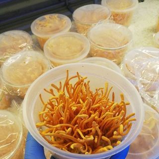 Nấm nhộng trùng thảo sấy khô Cordyceps militaris