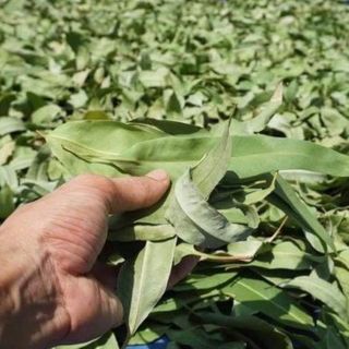 Nhang sạch nhang thảo mộc 100 tự nhiên không khói hương quế hương khuynh diệp AnAn - 30cmx200cây/hộp