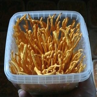 Nấm nhộng trùng thảo tươi Cordyceps militaris