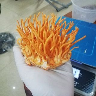 Nấm nhộng trùng thảo tươi Cordyceps militaris