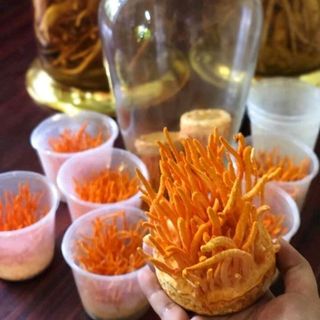 Nấm Đông Trùng Hạ Thảo