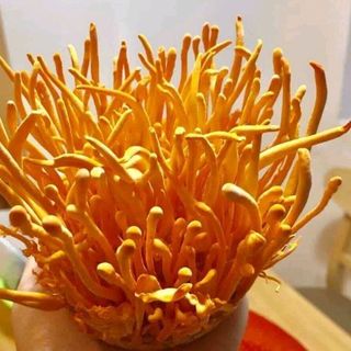 Nấm Đông Trùng Hạ Thảo