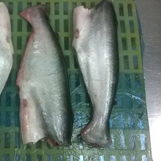 CÁ TRA NGUYÊN CON