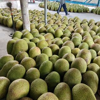 Mít Thái Da Xanh cơm ngọt vàng ngon