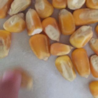 Bắp hạt khô Làm thức ăn gia súc giá sỉ