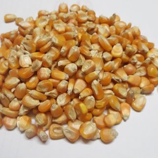 Bắp hạt khô Làm thức ăn gia súc