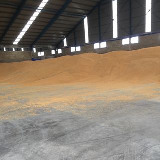 Bắp hạt khô Làm thức ăn gia súc