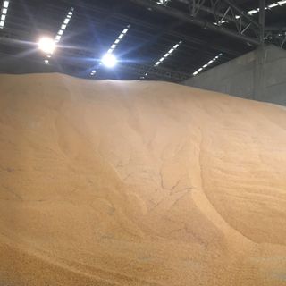 Bắp hạt khô Làm thức ăn gia súc