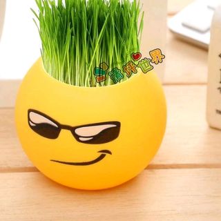 hủ trồng cây icon có sẵn hạt giống lun nhe