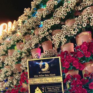 viên mầm đậu nành