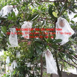 Cung cấp sỉ Sapô Hồng xiêm - Vĩnh Kim Tiền Giang