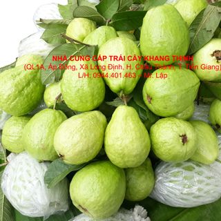 Cung cấp sỉ Ổi Lê Đài Loan - xuất xứ Tiền Giang