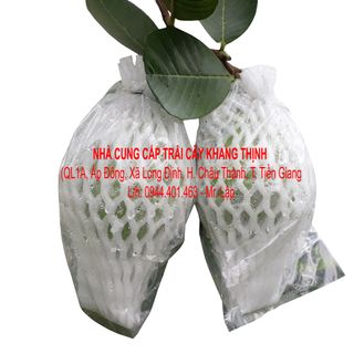 Cung cấp sỉ Ổi Lê Đài Loan - xuất xứ Tiền Giang