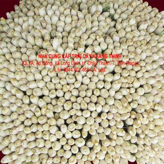 Cung cấp Sả cây/ Sả cắt khúc/ sả đùi gà
