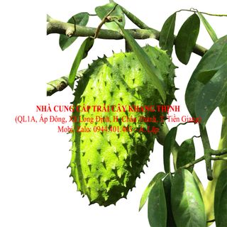 Cung cấp Mãng cầu xiêm