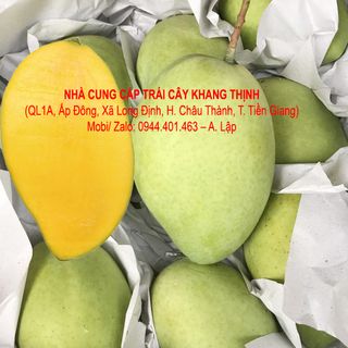 Cung cấp sỉ Xoài cát Hòa lộc - xuất xứ Tiền Giang
