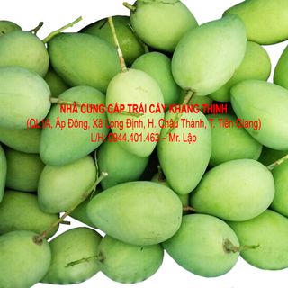 Cung cấp sỉ xoài cát Chu vỏ vàng/ xanh - Đồng Tháp