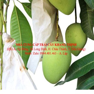 Cung cấp sỉ xoài cát Chu vỏ vàng/ xanh - Đồng Tháp