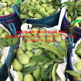 Cung cấp sỉ xoài cát Chu vỏ vàng/ xanh - Đồng Tháp