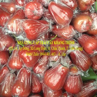 Cung cấp sỉ Mận đỏ An Phước - xuất xứ Tiền Giang