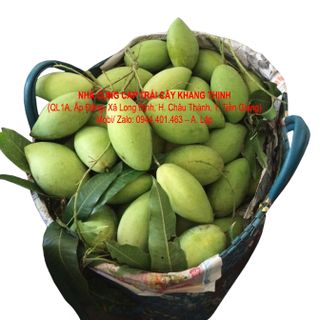 Cung cấp sỉ Xoài cát Hòa lộc - xuất xứ Tiền Giang