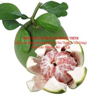 Cung cấp sỉ Bưởi Da xanh Bến Tre