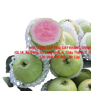 Cung cấp sỉ Ổi Nữ Hoàng ruột đỏ - Tiền Giang