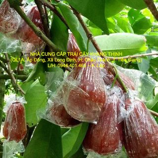 Cung cấp sỉ Mận đỏ An Phước - xuất xứ Tiền Giang