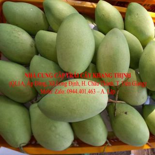 Cung cấp sỉ Xoài cát Hòa lộc - xuất xứ Tiền Giang