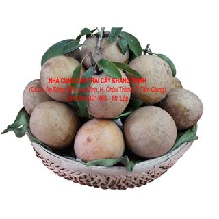 Cung cấp sỉ Sapô Hồng xiêm Mêhico - xuất xứ Tiền Giang