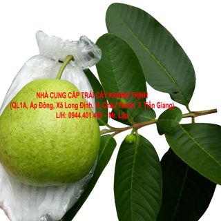 Cung cấp sỉ Ổi Nữ Hoàng ruột đỏ - Tiền Giang