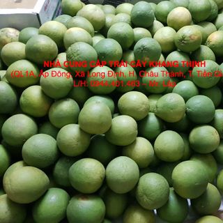 Cung cấp sỉ Bưởi Da xanh Bến Tre