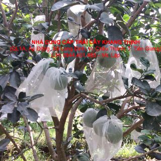 Cung cấp sỉ Bưởi Da xanh Bến Tre