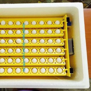 Máy ấp trứng ánh dương