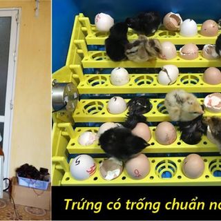 Máy ấp trứng ánh dương