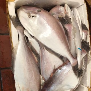 Cá bò da làm sạch