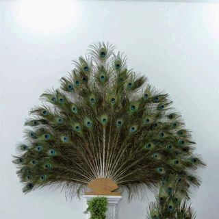Lông công thật chưng phong thủy