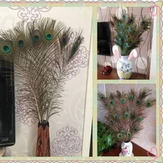 Lông công thật chưng phong thủy