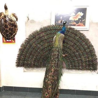 Lông công thật chưng phong thủy