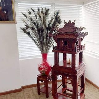 Lông công thật chưng phong thủy