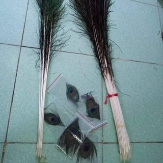 Lông công thật chưng phong thủy