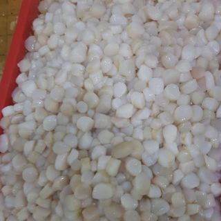 Cồi ò điệp