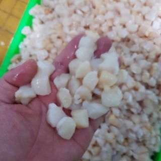 Cồi ò điệp
